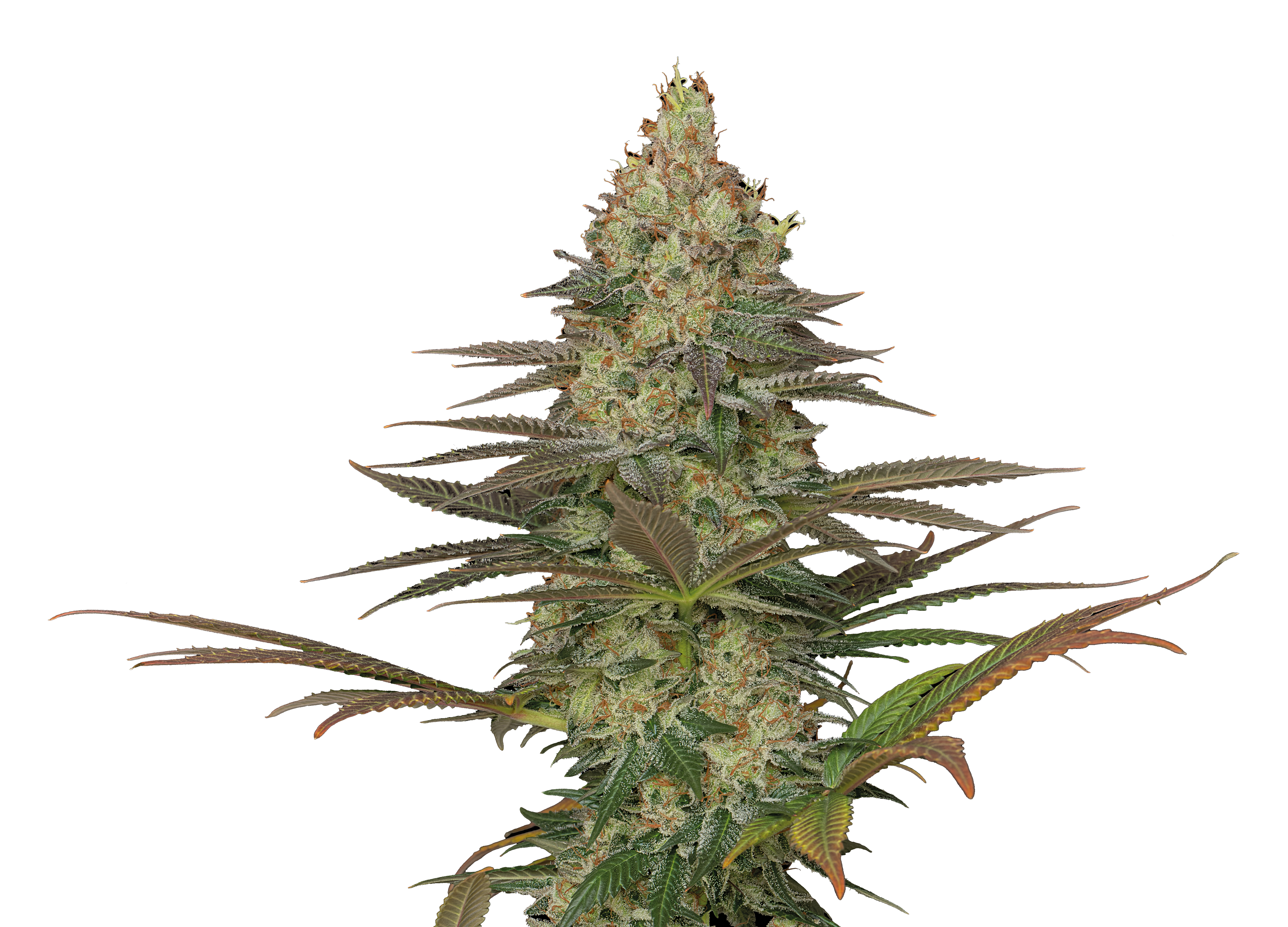 Seriosa Strain ® Originally Bred by Serious Seeds